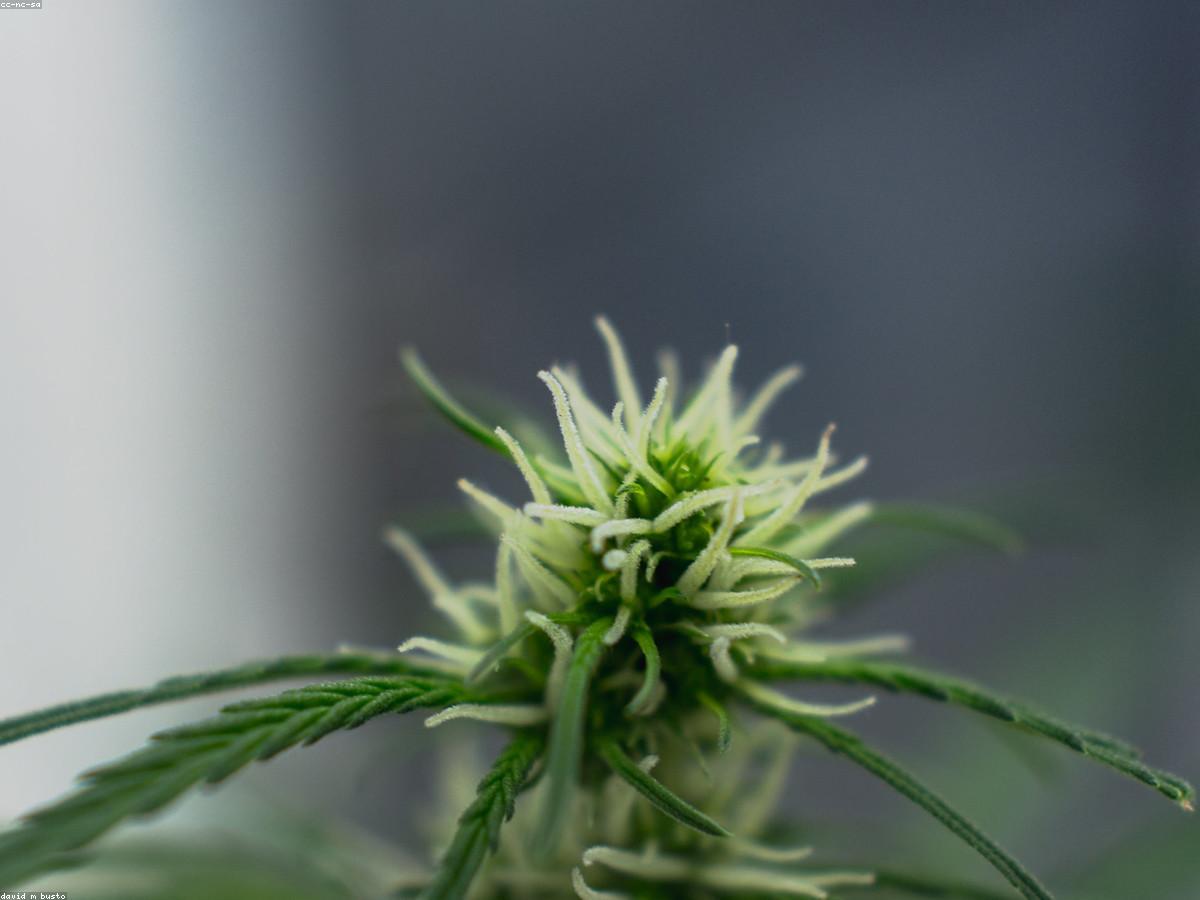 Macro cannabis flower quality view